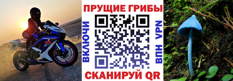 закладка  Рославль  Псилоцибиновые грибы Cubensis 
